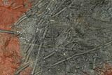 Silurian Fossil Crinoid (Scyphocrinites) Plate - Morocco #134236-1